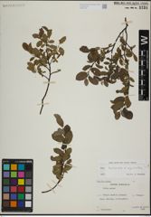 Foto von Salix herbacea L. x Salix myrsinites L.